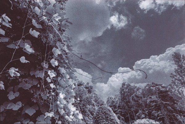 Chrysotype Prints with Christina Z Anderson