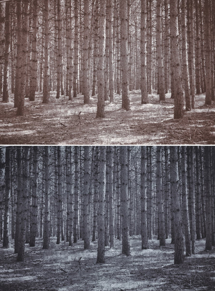 Chrysotype Prints with Christina Z Anderson